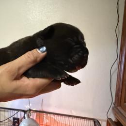 Girl 2 - Black female Cane Corso puppy in Sandia, Texas from OneTime Cane Corso