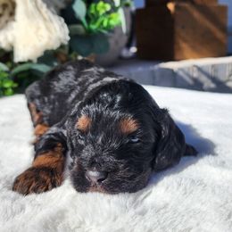 Gigi - Black white and tan female Cockapoo puppy in Dothan, Alabama from Farquharson's Poodles&Doodles