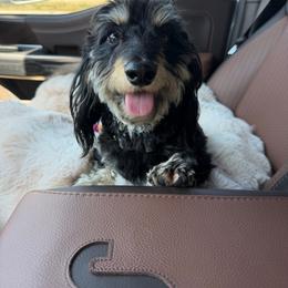 Bunker - Dachshund