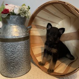 Black Panther - German Shepherd puppy in Jacksonville, Florida from J & J Ranch