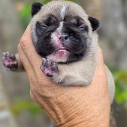 Fawn girl - Fawn female French Bulldog puppy in Polk City, Florida from Best Friend Frenchies, LLC