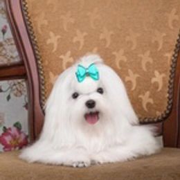 Maltese, Maltipoos, Poodles, and Yorkshire Terriers from Michael Chang's Breeding Program