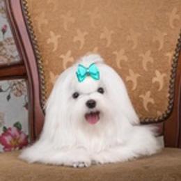 Maltese, Maltipoos, Poodles, and Yorkshire Terriers from Michael Chang's Breeding Program