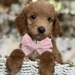 Archella - Red  female Goldendoodle puppy in Yuciapa, California from AlltheDoodlez_