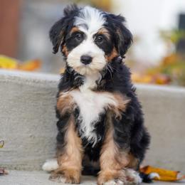 Montana - Tri-color female Bernedoodle puppy in Dundee, Ohio from Down Home Doodle