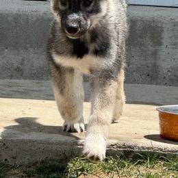 Bear - Agouti and white male Siberian Husky puppy in Alamosa, Colorado from Windy Mountains Ranch Siberian Huskies