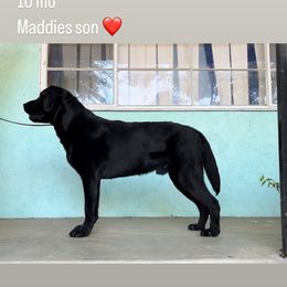 Golden Retriever and Labrador Retriever Puppies from The Golden Leash Kennels