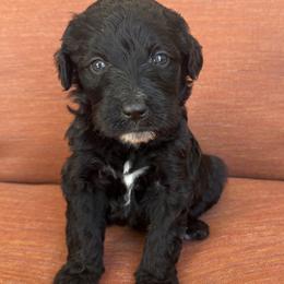 Sabrina - Black and white female Bernedoodle puppy in Springville, Utah from Oodles of Bernedoodles