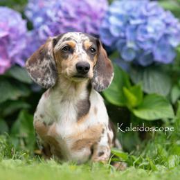 Dachshund puppies from Kaleidoscope Dachshunds and Whippets