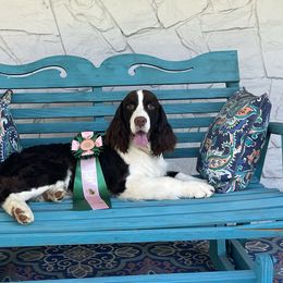 English Springer Spaniel Puppies from Foxboro Farm