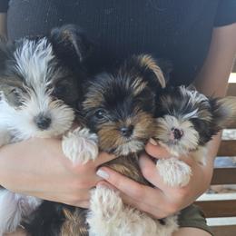 Yorkshire Terrier puppies from Denny Farms Yorkies