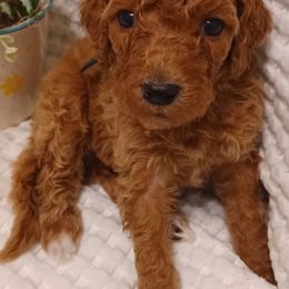 Poodles from Wild Heart Poodles