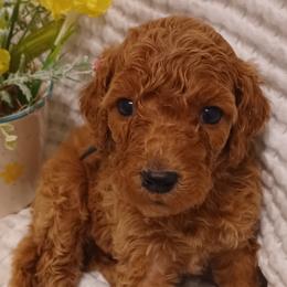 Poodles from Wild Heart Poodles