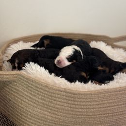 Bernedoodle Puppies from Reeces Pieces Puppies
