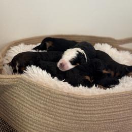 Bernedoodle Puppies from Reeces Pieces Puppies