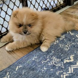 Boy 2 - Orange sable male Pomeranian puppy in Cocoa, Florida from Pom Coast Pomeranians