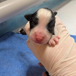 Plum - Black tri female Toy Australian Shepherd puppy in Lakeland, Florida from Under the Oak Aussies