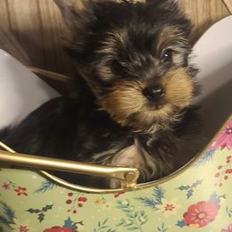 Poodle, Shih Tzu, and Yorkshire Terrier Puppies from Adorable Puppy Paws