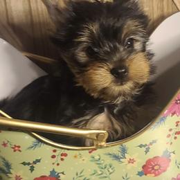 Poodle, Shih Tzu, and Yorkshire Terrier Puppies from Adorable Puppy Paws