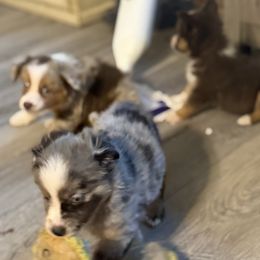 Miniature American Shepherd Puppies from Sonya Young