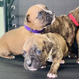 Boxer Puppies from Kruse Boxers