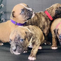 Boxer Puppies from Kruse Boxers