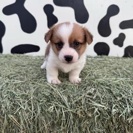 Dolly - Red female Pembroke Welsh Corgi puppy in Tucson, Arizona from Soqui Ortiz Cattle Ranch
