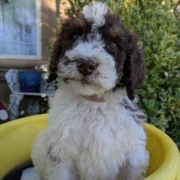 Pink Collar Female - Parti female Poodle puppy in Tehama County, California from Hals Pals K9s