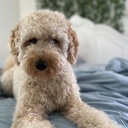 Ivy - Goldendoodle