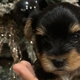 Yorkshire Terriers from Puppy Breath Palace
