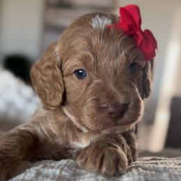 Aria blue collar - Apricot female Goldendoodle puppy in Queen Creek, Arizona from Sunny Doodles