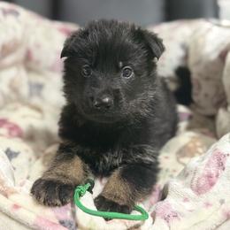 Mr Green - Black and tan male German Shepherd puppy in Berlin, Wisconsin from Gypsy Miracle Kennels