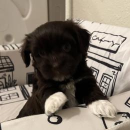 Mia Chocolate White Markings FEMALE - Chocolate female Havanese puppy in Monahans, Texas from Homeward Havanese, LLC