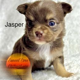 Chihuahua Puppies from Sunset Eves Chihuahuas