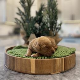 Rafiki - Light Green Collar - Apricot male Goldendoodle puppy in Arlington, Washington from Anderson Goldendoodles