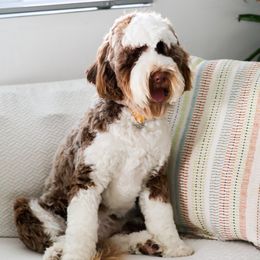 Cocoa - Australian Labradoodle