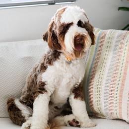 Cocoa - Australian Labradoodle