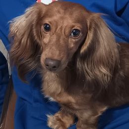 Piper - Dachshund