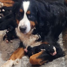 Shasta - Bernese Mountain Dog