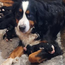 Shasta - Bernese Mountain Dog