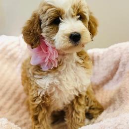 Chow Chow, Goldendoodle, and Poodle Puppies from Regal Canine Creations