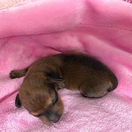 Thor - Red male Dachshund puppy in Madisonville, Texas from Little B’s Dachshund Farm