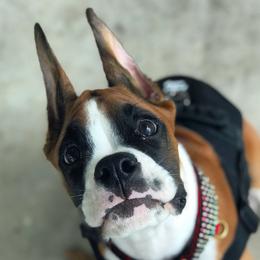 Boxer Puppies from Archangel Boxers