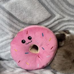 Miniature Australian Shepherd and Toy Australian Shepherd Puppies from Cherry Grove Kennel