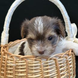 Prada - Chocolate tan and white female Biewer Terrier puppy in Antelope, California from Olena Niemchynova