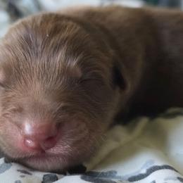 1 - Red tri-color male Australian Shepherd puppy in Albany, Oregon from Red Cloud Australian Shepherds and DeGray Great Danes & Bulldogs