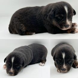 Black tri male 4 - Black tri male Miniature Australian Shepherd puppy in Brooker, Florida from Honey, I Shrunk the Aussies