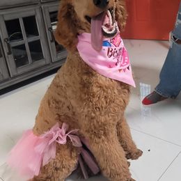 Poodles from Madame.Paws