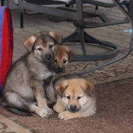 Chinook Puppies from Vanguard Chinooks