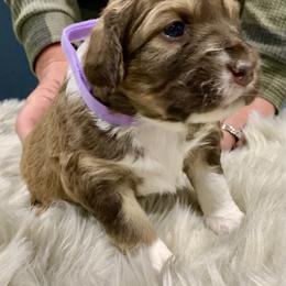 Aussiedoodle Puppies from Lisa Edge - EdgeCo's Hilltop Aussiedoodles
